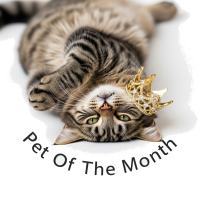 a pet of the month award